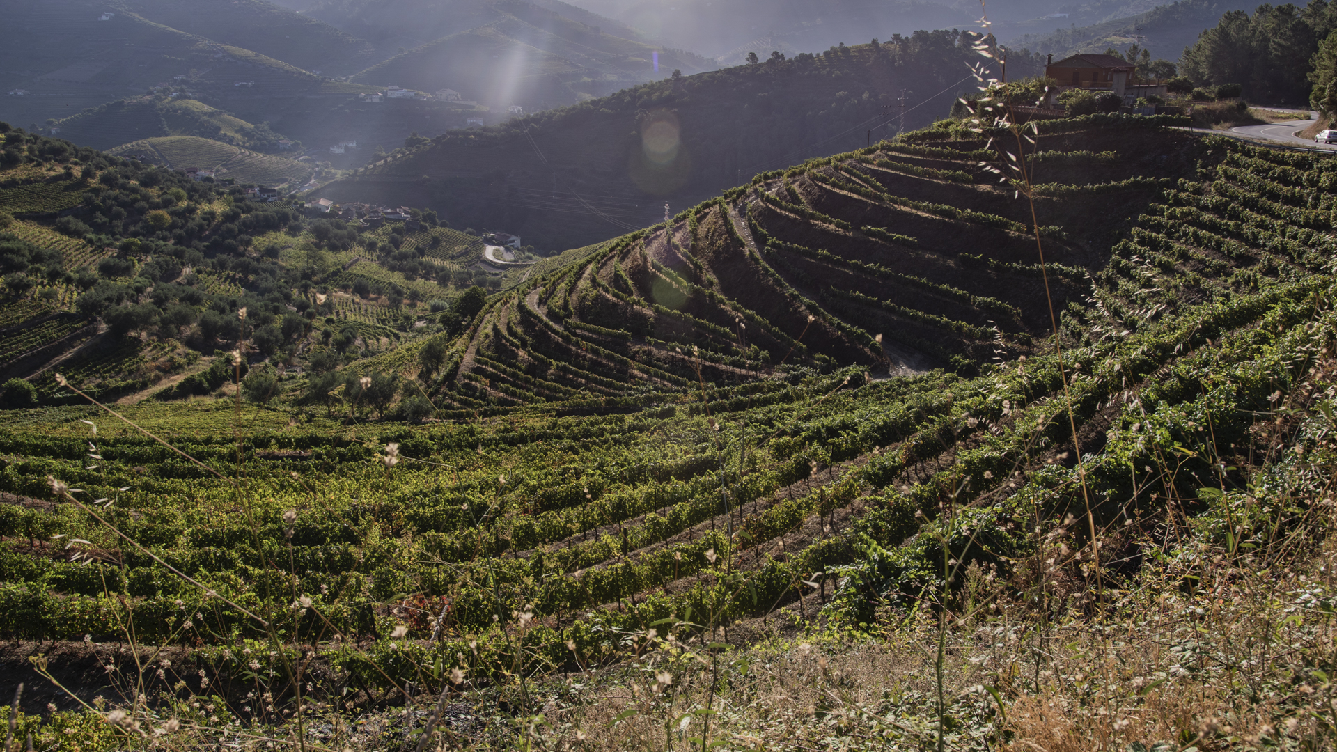 Weinberge N2